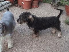 BuddyBoy with original bad haircut 3.jpg